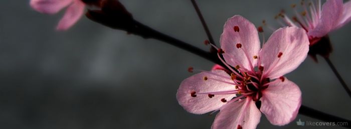 Pink Flower Gray Background Facebook Covers