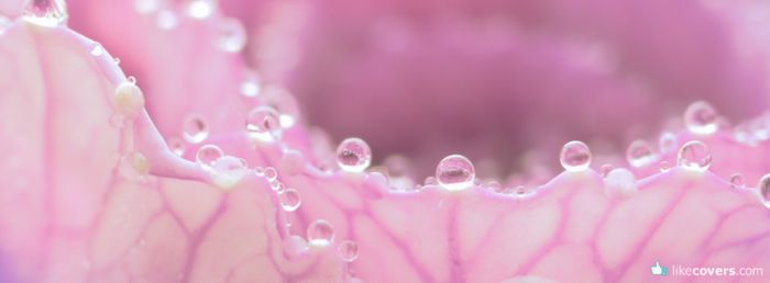 Pink Flower Water Droplets Facebook Covers