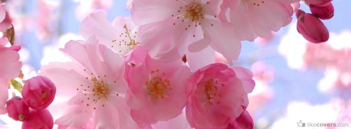 Pink flowers and light pink flowers Facebook Covers