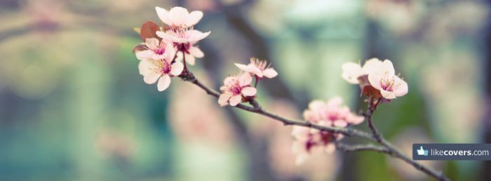 Pink flowers blooming on a tree Facebook Covers