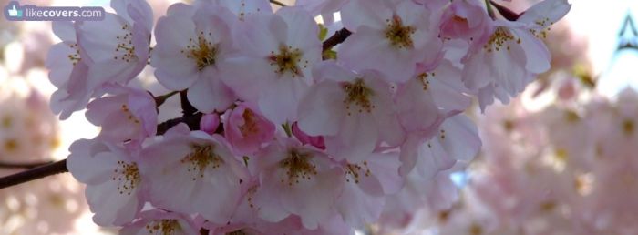 Pink Flowers on a tree branch Facebook Covers