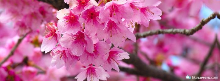 Pink Flowers Tree Blooming Facebook Covers