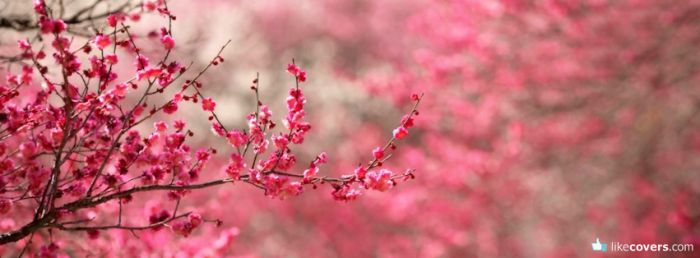 Pink Tree Blooming