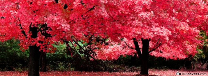 pink trees Facebook Covers