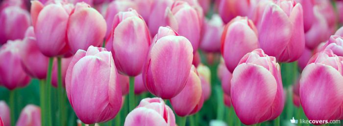 Pink Tulips Garden Facebook Covers