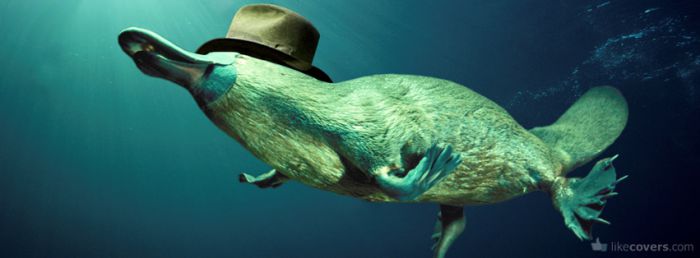 Platypus With A Hat On