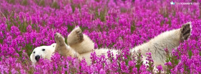 Polar Bear rolling around in Purple Flowers Facebook Covers