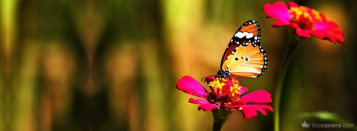 Pretty butterfly on a flower Facebook Covers