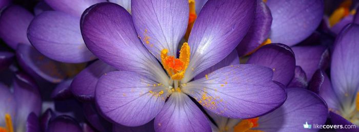 Purple Flower orange Center Facebook Covers