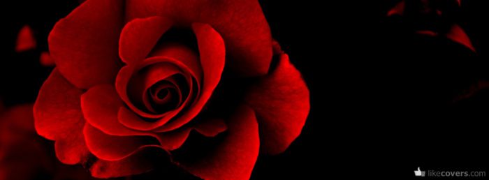 Red Rose Facebook Covers