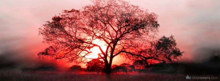 Red sunset and a tree Facebook Covers