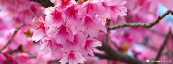 Pink Flowers Tree Blooming
