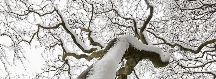 Snowy Tree Facebook Covers