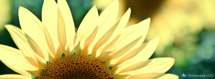 Sunflower Facebook Covers