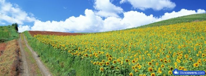 Sunflower Field Blue Sky Facebook Covers