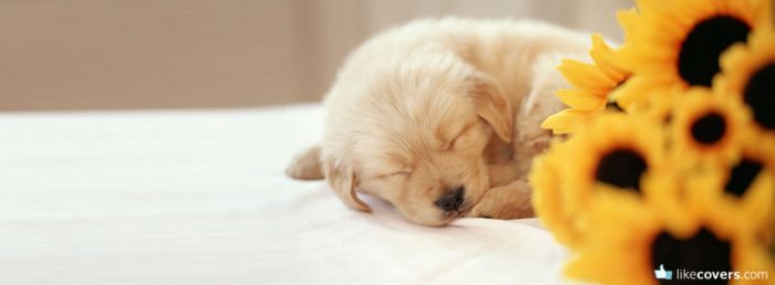 Sweet Cute Puppy