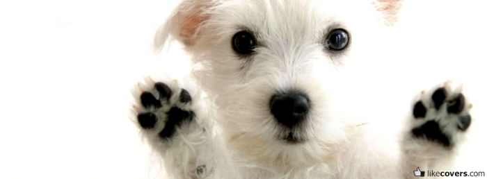 Sweet Puppy Facebook Covers