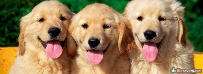 Three cute golden retrievers Facebook Covers