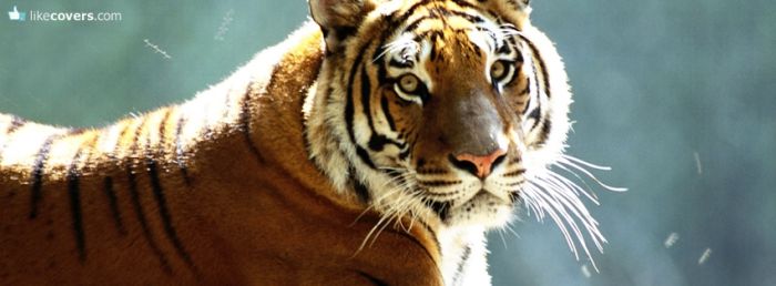 Tiger looking directly at you Facebook Covers
