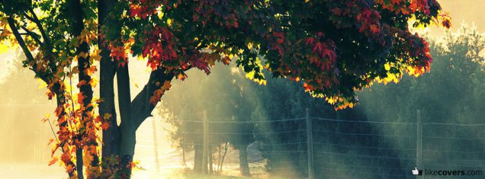 Tree with sunray in the background Facebook Covers