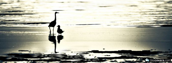 Two birds in shallow water Facebook Covers
