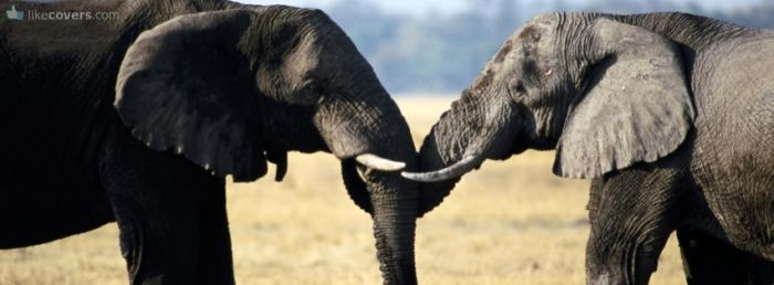 Two elephants hugging with Trunks