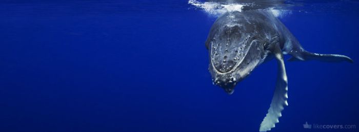 Whale swimming in deep blue ocean