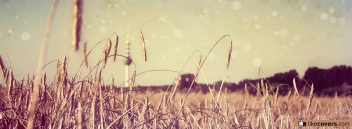 Wheat field photography Facebook Covers