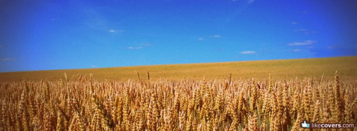 Wheat field super blue sky
