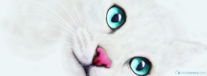 White kitty Pink Nose Blue Eyes Facebook Covers